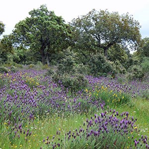 Extremadura Dehesa in flower © John Muddeman